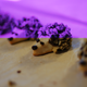 Illustration for article titled Hedgehog Cookies